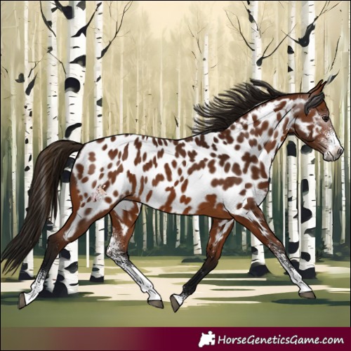 Horse Color:Gray Bay Sabino Appaloosa