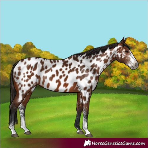 Horse Color:Gray Bay Sabino Appaloosa 