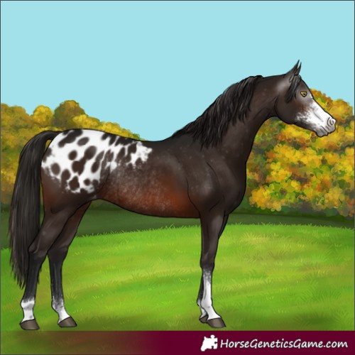 Horse Color:Gray Brown Sabino Appaloosa Rabicano 
