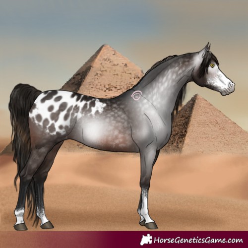 Horse Color:Gray Brown Sabino Appaloosa Rabicano