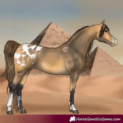 Horse Color:Buckskin Sabino Blanket 