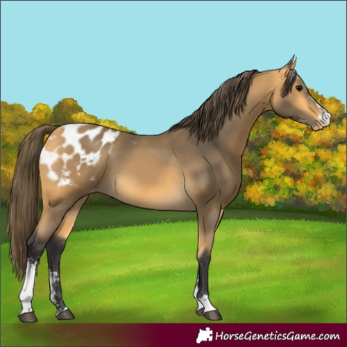 Horse Color:Buckskin Sabino Appaloosa 