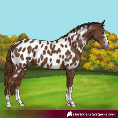 Horse Color:Gray Chestnut Appaloosa