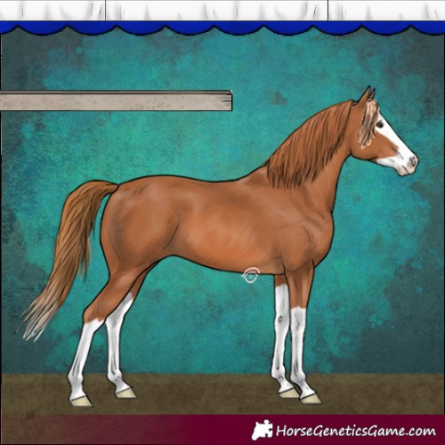 Horse Color:Chestnut Splash 