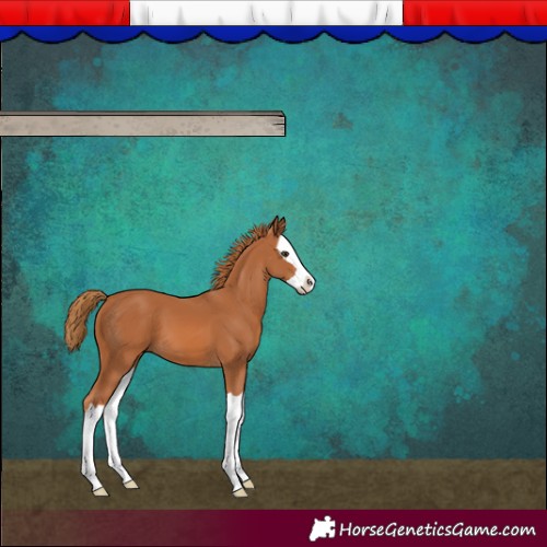 Horse Color:Chestnut Splash 