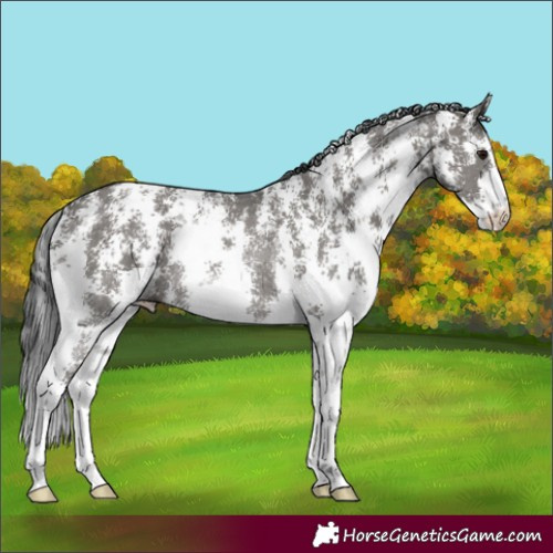 Horse Color:Grullo Sabino Rabicano 