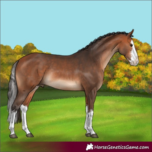 Horse Color:Bay Sabino Splash Rabicano 