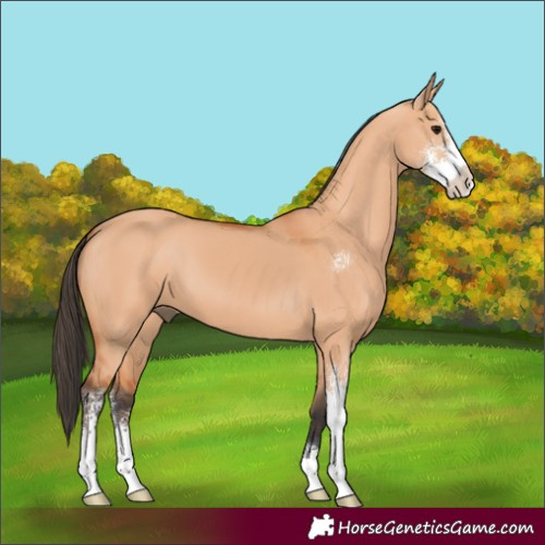 Horse Color:Bay Dun Sabino