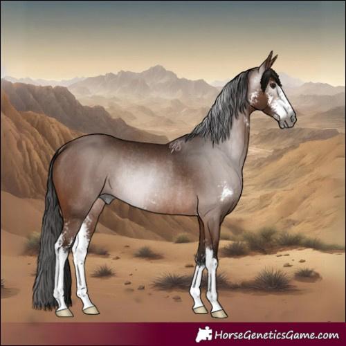 Horse Color:Gray Bay Sabino Rabicano 