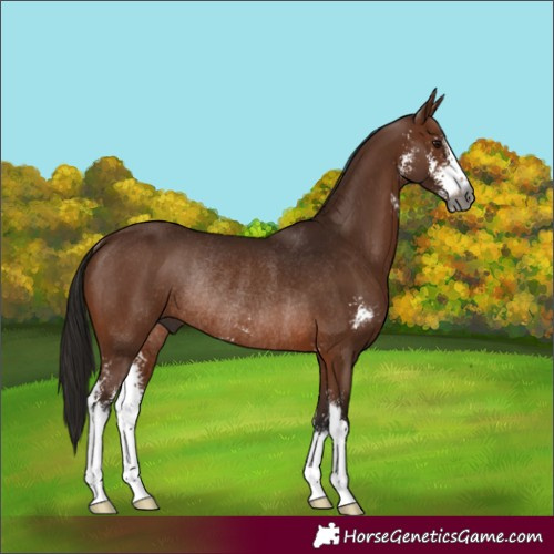 Horse Color:Gray Bay Sabino Rabicano 