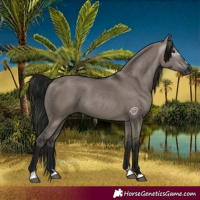 Horse Color:Gray Grullo 
