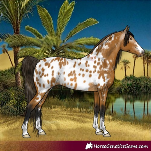 Horse Color:Gray Buckskin Appaloosa Rabicano 