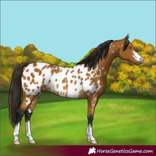 Horse Color:Gray Buckskin Appaloosa Rabicano 