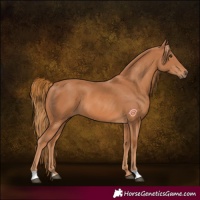 Horse Color:Chestnut 