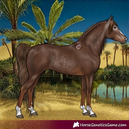 Horse Color:Gray Chestnut Rabicano 