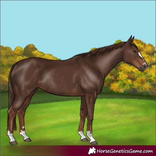 Horse Color:Gray Chestnut Rabicano 