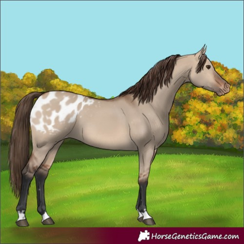 Horse Color:Bay Dun Appaloosa