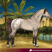 Horse Color:Bay Dun Blanket 