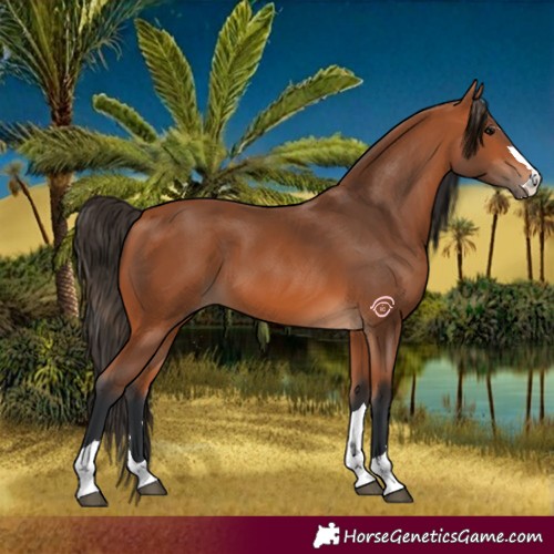 Horse Color:Bay 