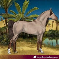Horse Color:Liver Red Dun Rabicano