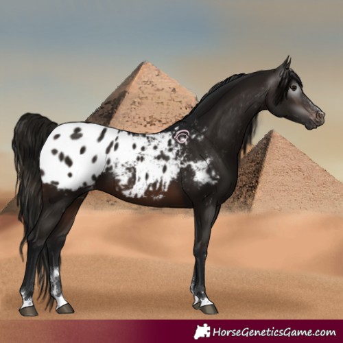 Horse Color:Gray Brown Blanket 