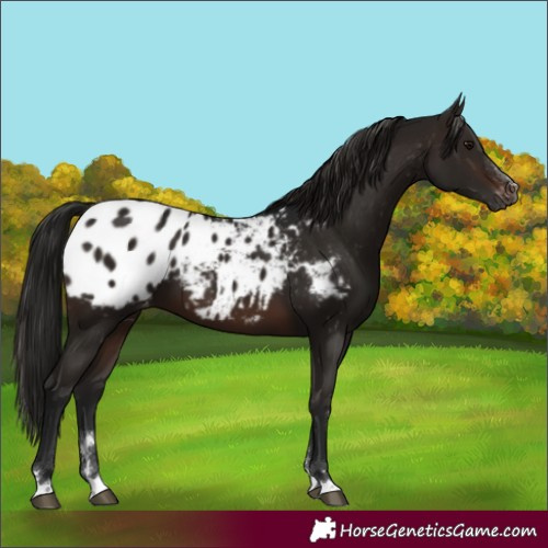 Horse Color:Gray Brown Appaloosa