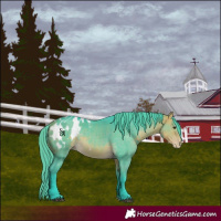Horse Color:Watercolor Buckskin Blanket Rabicano 
