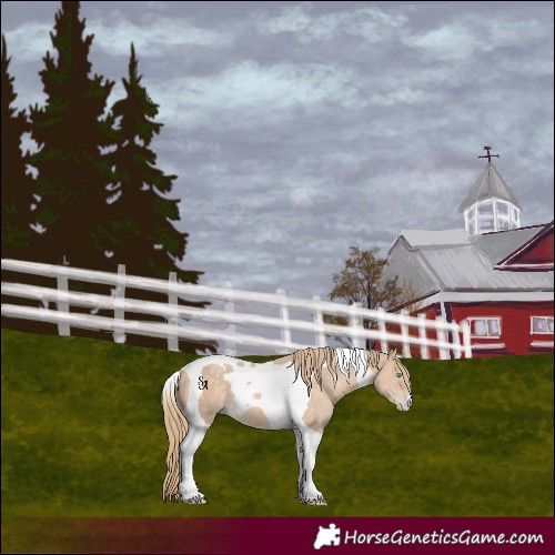 Horse Color:Perlino Tobiano