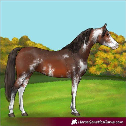 Horse Color:Bay Sabino Appaloosa 