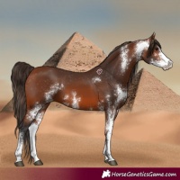 Horse Color:Bay Sabino Varnish