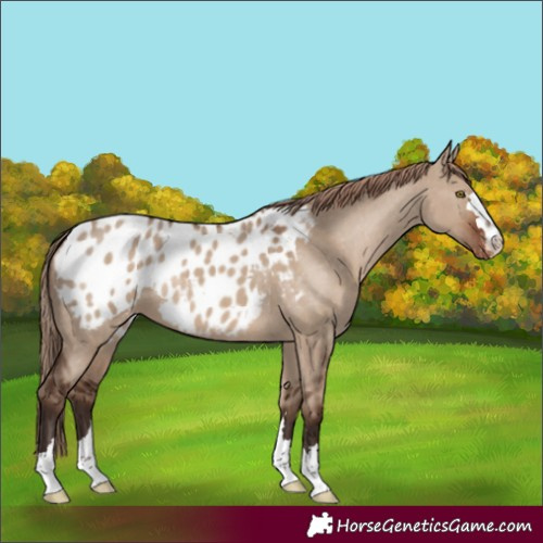 Horse Color:Liver Red Dun Appaloosa 