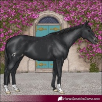 Horse Color:Black Appaloosa
