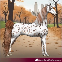 Horse Color:Gray Chestnut Near Leopard 