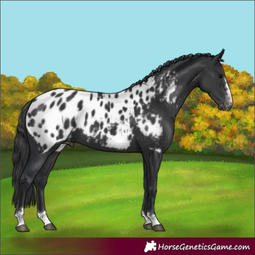 Horse Color:Black Appaloosa