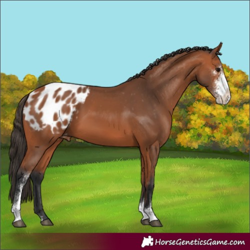 Horse Color:Bay Sabino Appaloosa