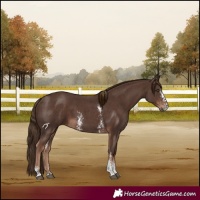 Horse Color:Liver Chestnut Sabino 