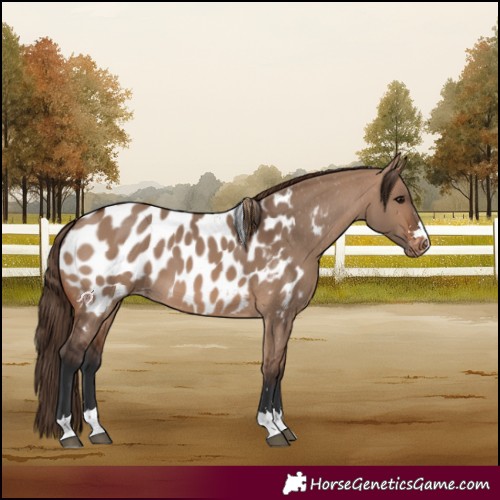 Horse Color:Brown Dun Near Leopard 