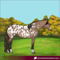 Horse Color:Brown Dun Appaloosa 