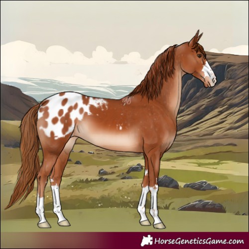 Horse Color:Chestnut Blanket 