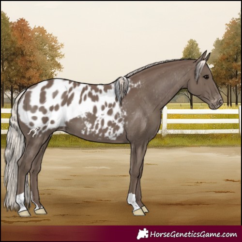 Horse Color:Silver Black Blanket 