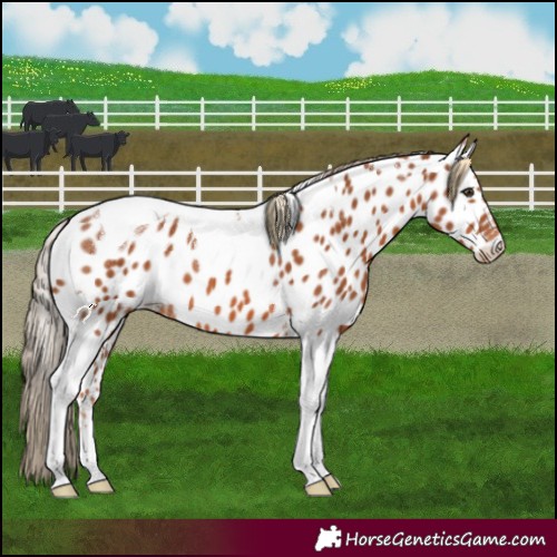Horse Color:Chestnut Tobiano Near Leopard 
