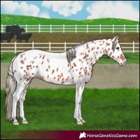 Horse Color:Chestnut Tobiano Near Leopard