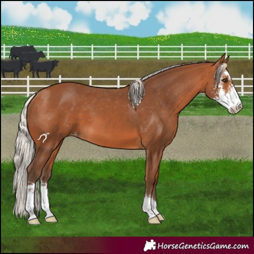 Horse Color:Silver Bay Sabino Varnish 