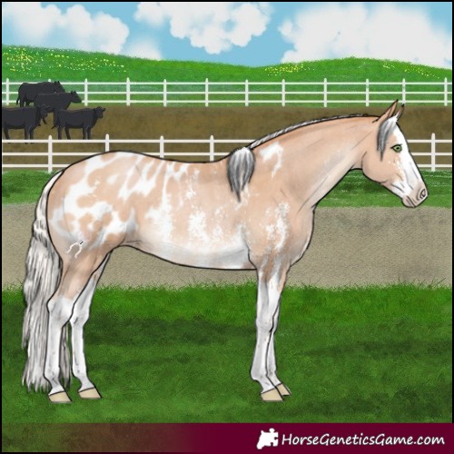 Horse Color:Silver Bay Pearl Sabino Splash Blanket 