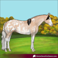Horse Color:Silver Bay Pearl Sabino Splash Appaloosa 