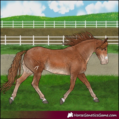Horse Color:Chestnut Varnish 