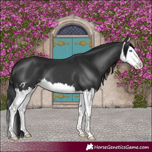 Horse Color:Black Splash 