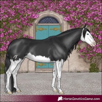Horse Color:Black Splash