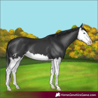 Horse Color:Black Splash