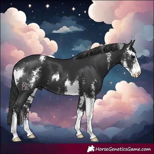 Horse Color:Black Sabino 